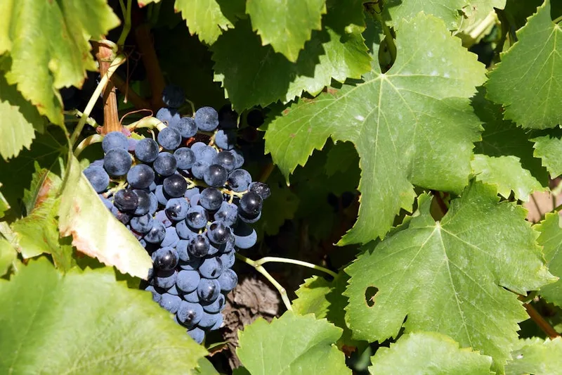 Cabernet Sauvignon grapes on the vine