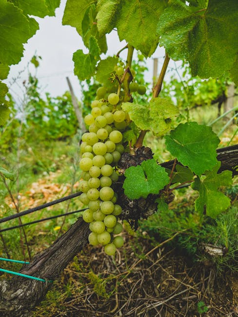 Riesling grapes on a vine in Tokaj, Hungary