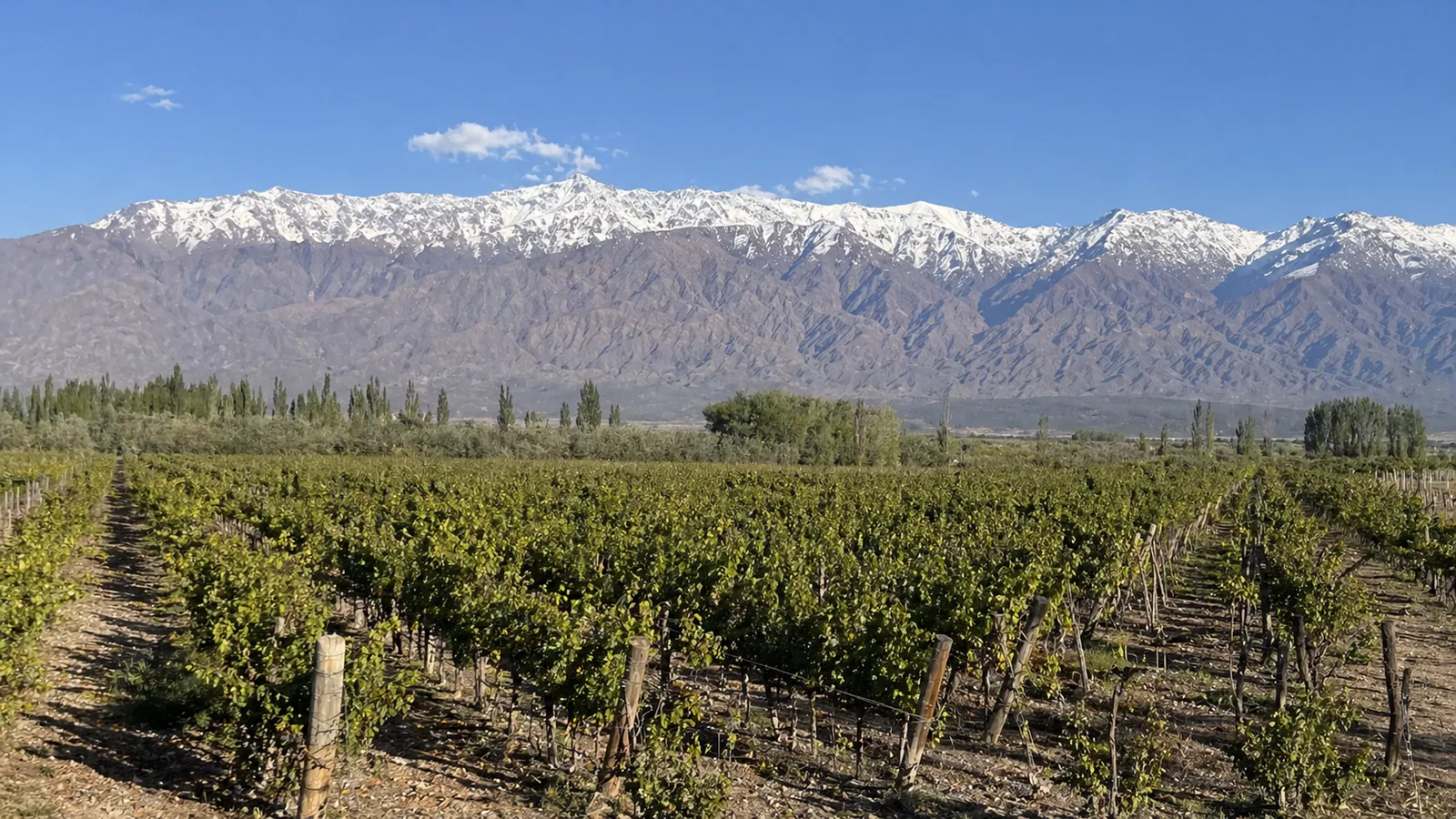 Argentina Wine Guide: Malbec, Mendoza, and Where to Start