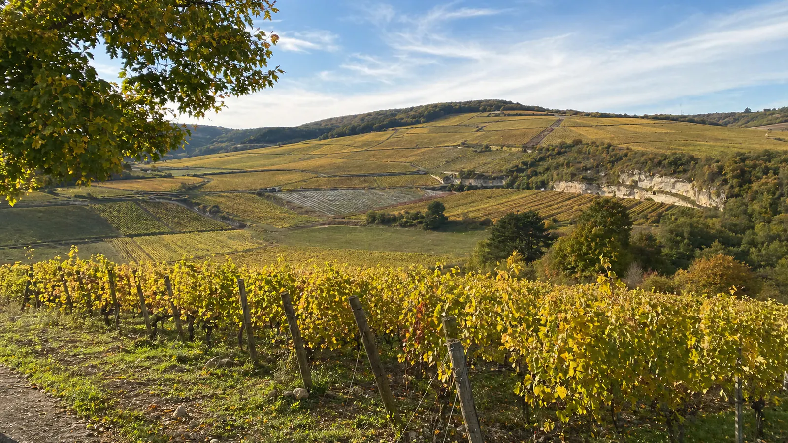 Burgundy Wine: The Plain-English Guide
