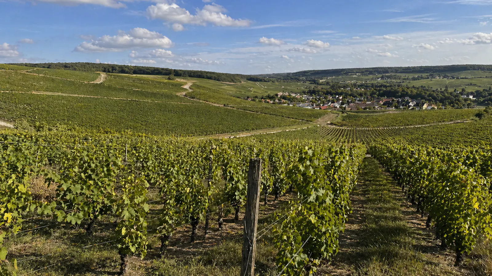 Champagne Region: Grapes, Styles, and How to Buy